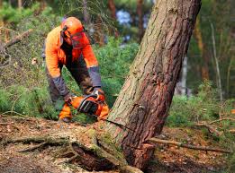 How Our Tree Care Process Works  in  Calhoun City, MS