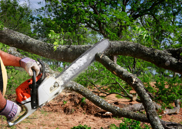 Best Hedge Trimming  in Calhoun City, MS